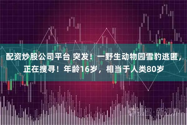 配资炒股公司平台 突发！一野生动物园雪豹逃匿，正在搜寻！年龄16岁，相当于人类80岁